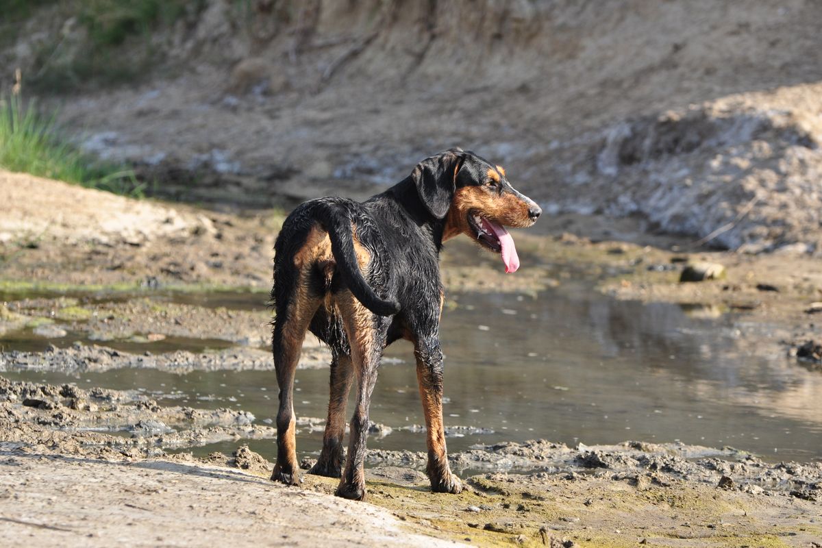 Chien courant grec - Éducation et socialisation du chien courant grec