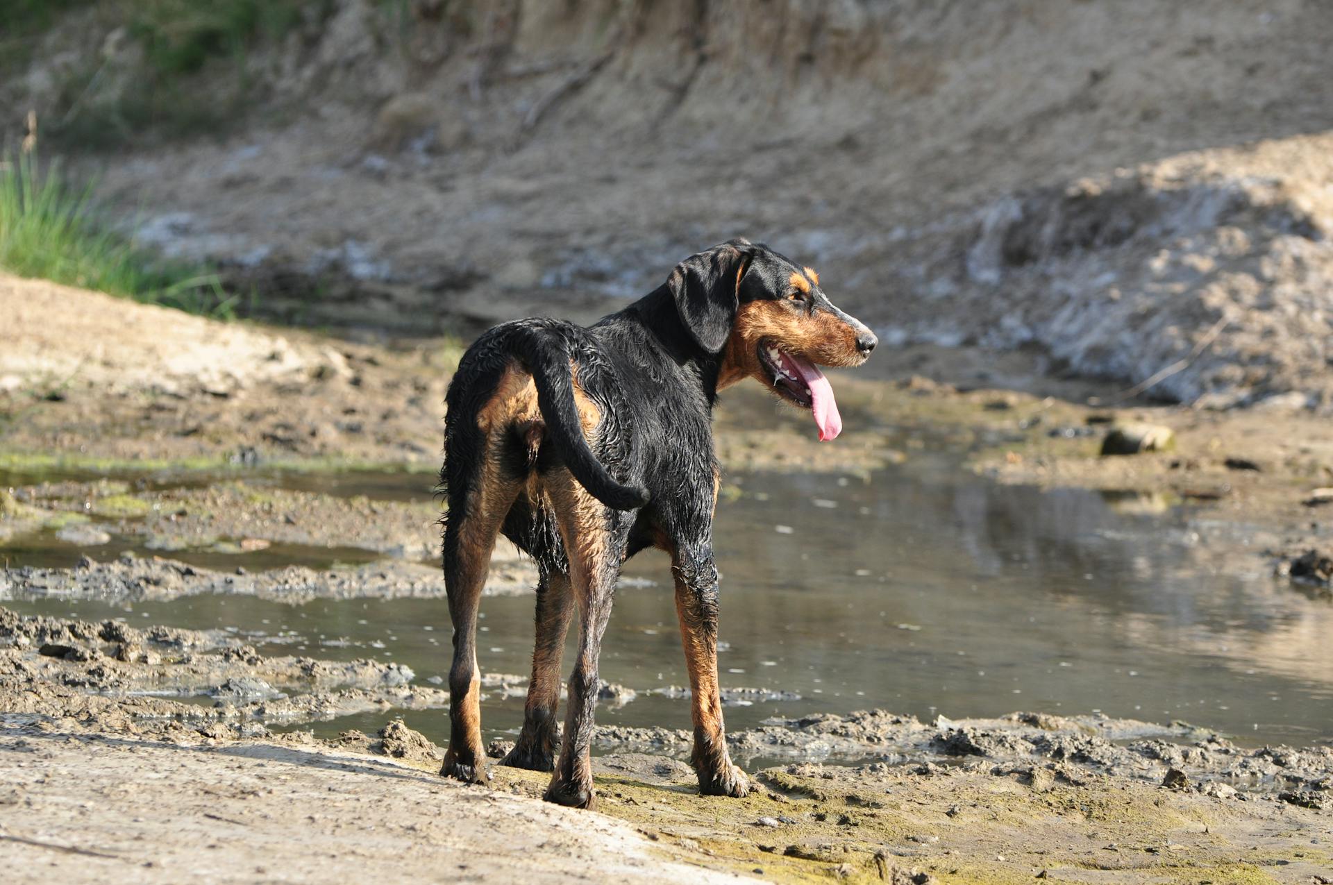 Greek Harehound Dog Near the Muddy Ground