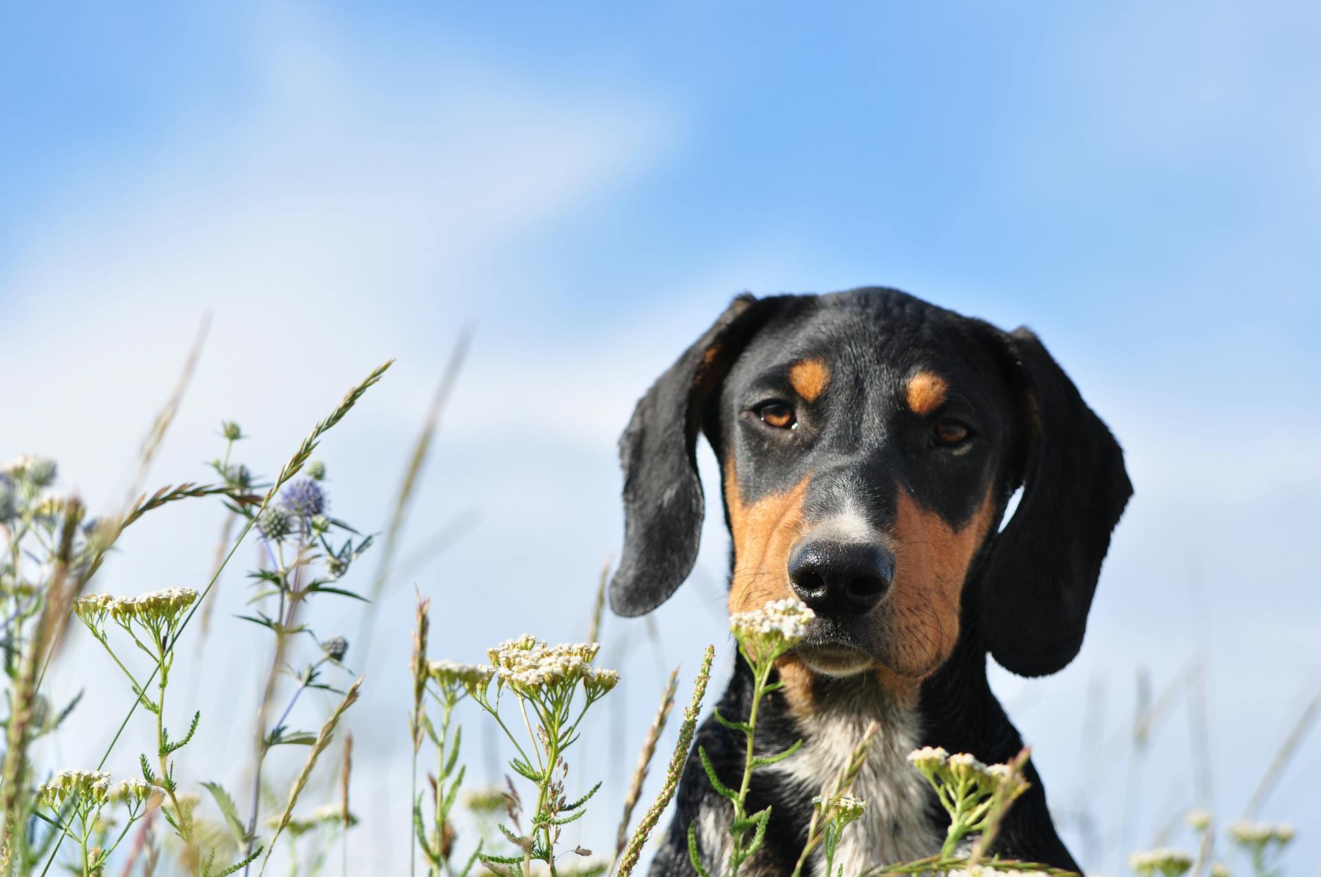 En svart hund i närbild