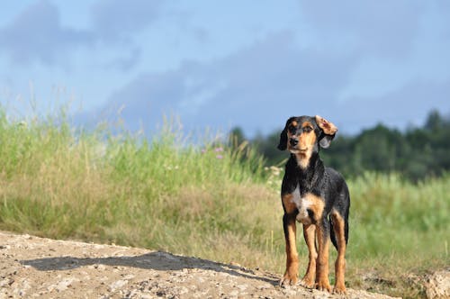 A Cute Dog on the Ground