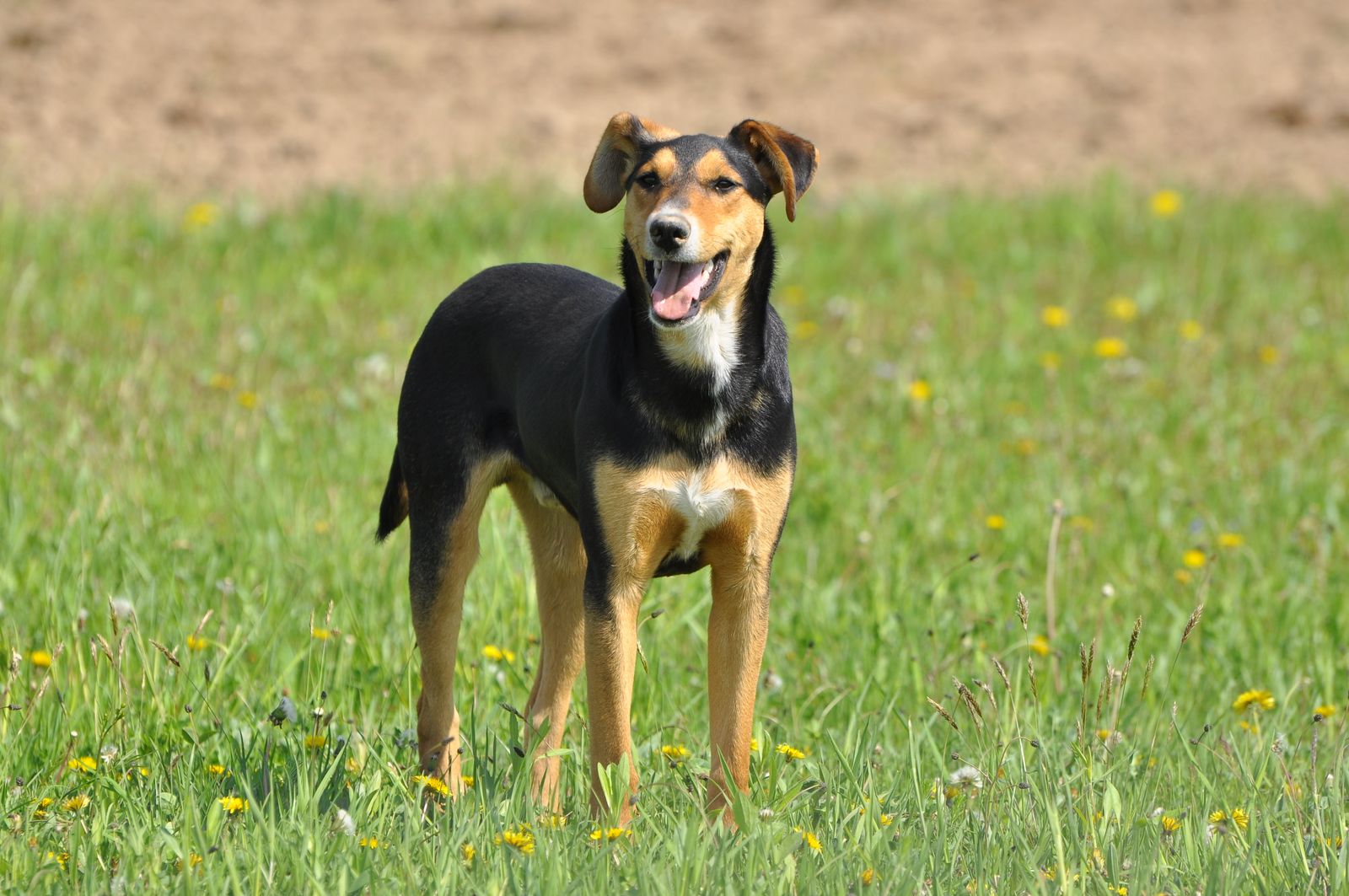 New Zealand Huntaway sheepdog in a grass paddock, photo by Mariana Serban on Pexels