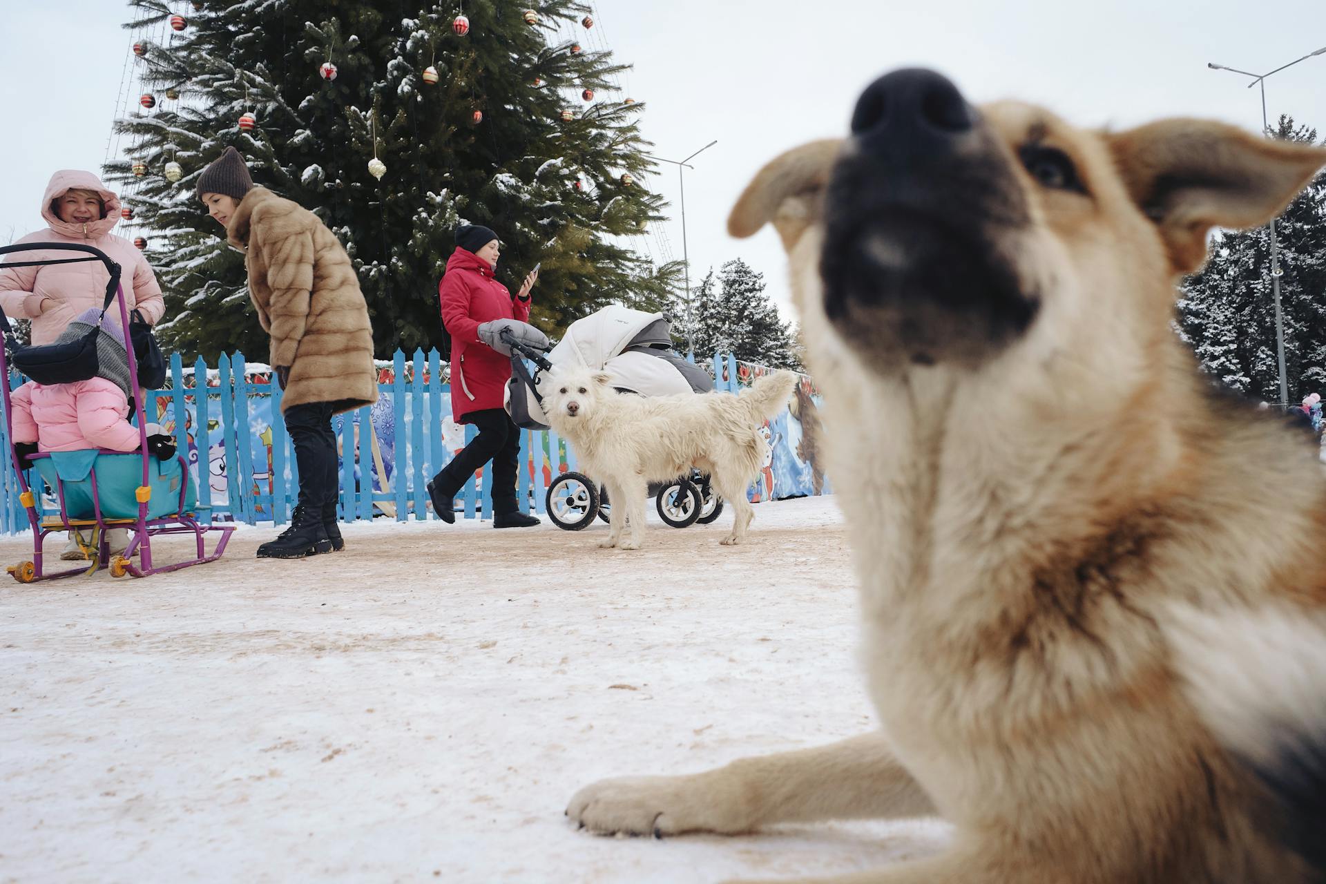 White Dog Looking at the Brown Short Coated Dog