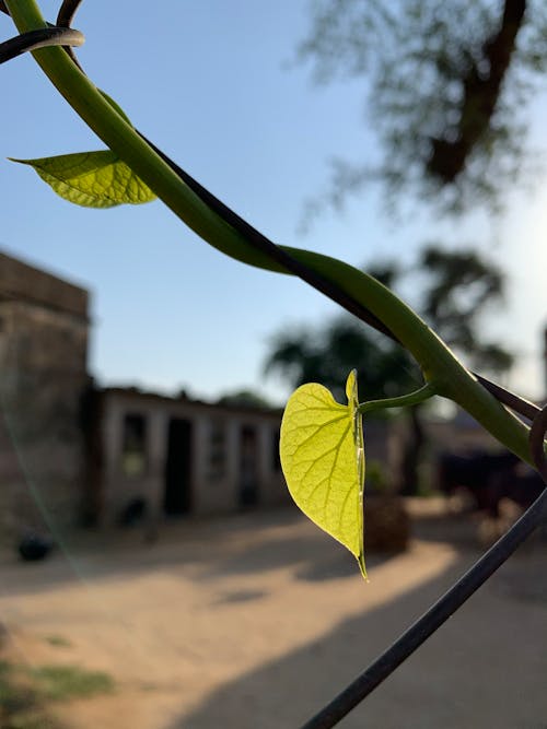 Free stock photo of green leaf, sun light on leaf