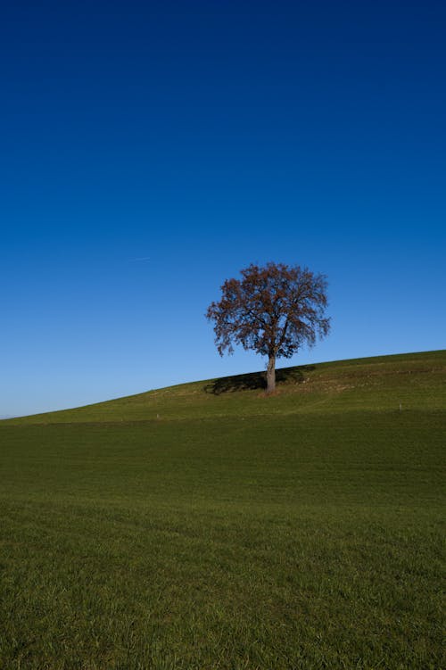 Free Scenic View of a Tree on the Hill Stock Photo