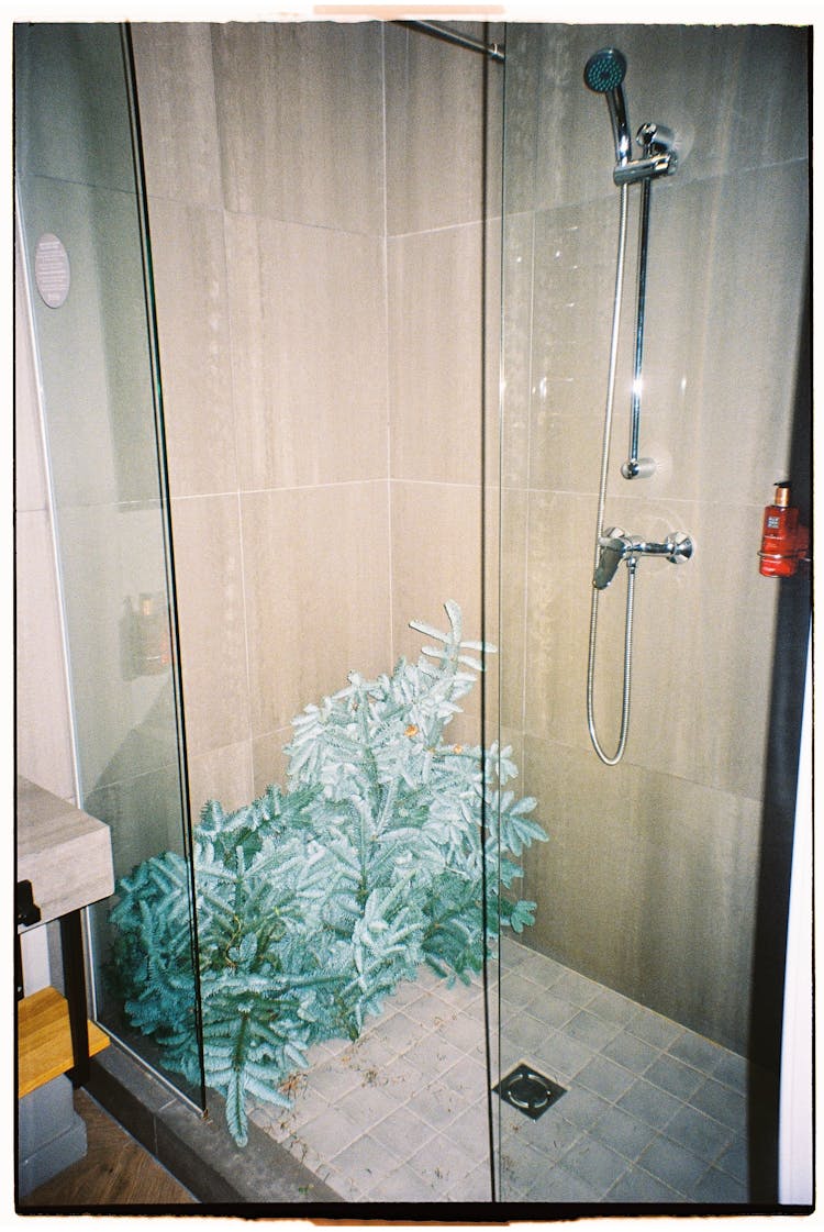 Fake Plant In A Shower Stall
