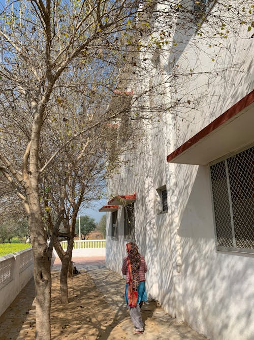 Foto profissional grátis de em silhueta, mulheres andando por árvore