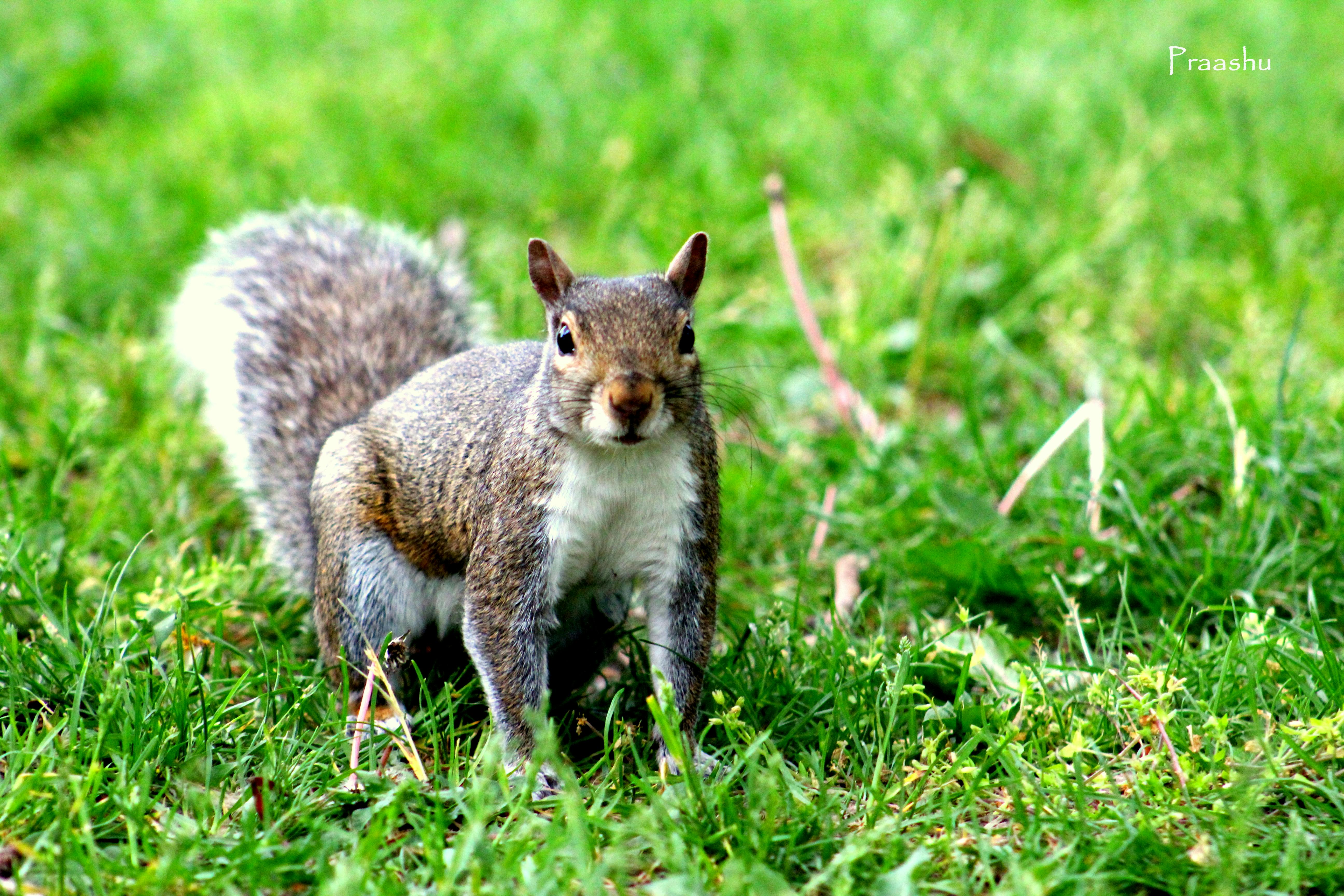 Free stock photo of animal, cute, green