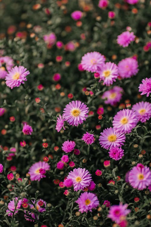 Close-Up Shot of Purple Asters in Bloom 