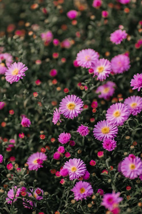 Gratis arkivbilde med asters, blomsterblad, blomstre