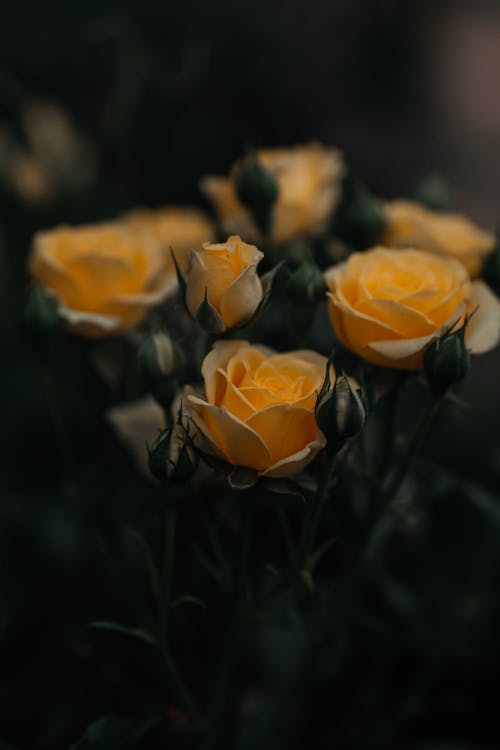 Foto d'estoc gratuïta de brots, florint, fotografia de flors