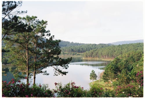 Scenic View of a Lake Surrounded by Trees