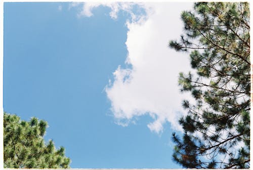 Kostnadsfri bild av blå himmel, grenar, lågvinkelskott