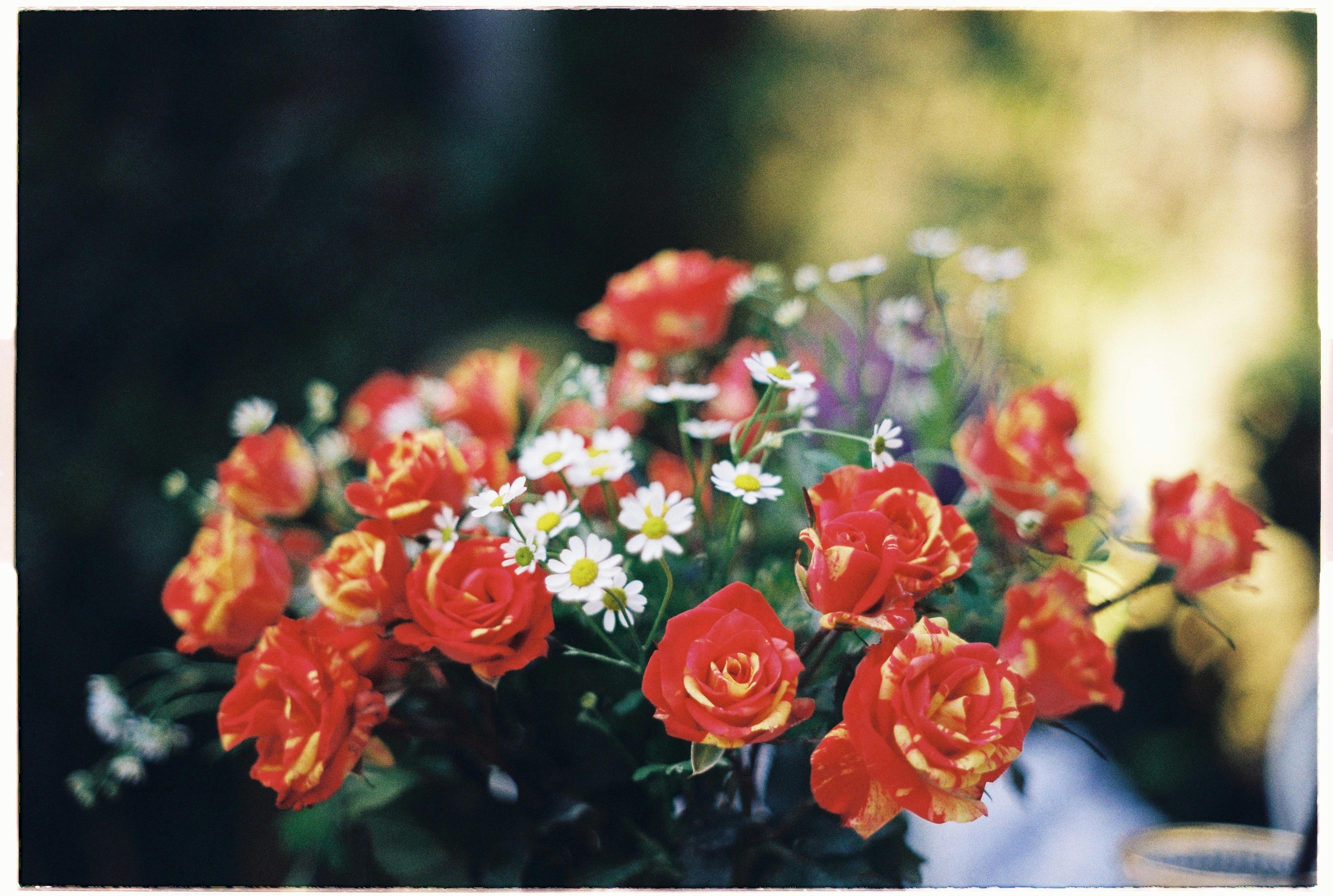 A vivid outdoor bouquet of red roses and daisies in natural light.