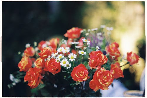 Fotobanka s bezplatnými fotkami na tému červené kvety, flóra, jemný