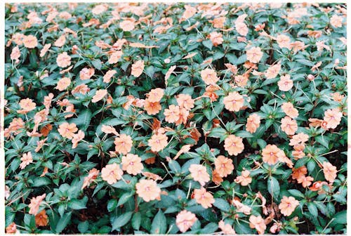 Foto profissional grátis de aumento, de flores, delicado