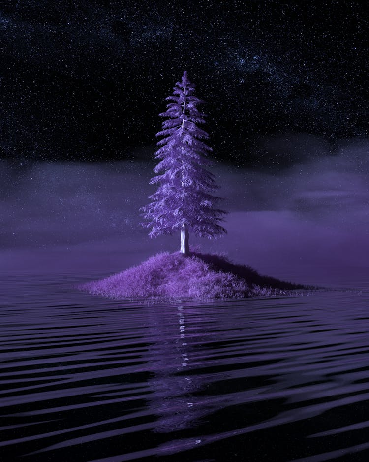 Lone Pine Tree Growing On Island Surrounded By Water