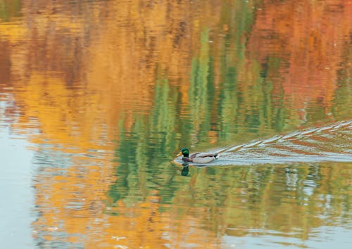 A Duck on Water with Reflection of Autumn Leaves