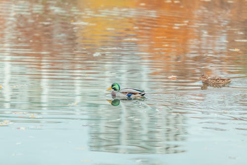 Mallard Ducks Swimming on the Pond