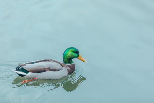 Mallard Duck on Body of Water