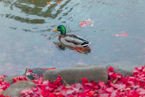 Close-Up Shot of a Mallard Duck on the Pond