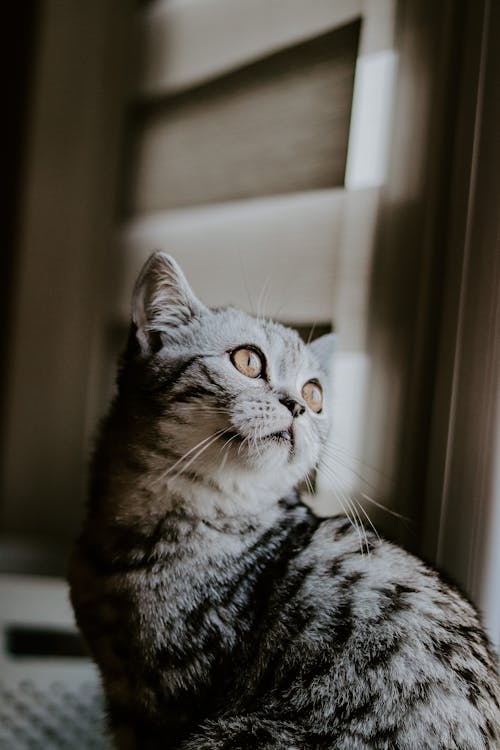 Close-Up Shot of a Gray Tabby Cat