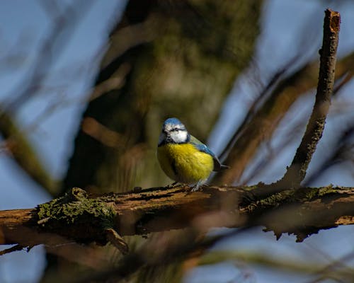 Free Close-Up Shot of a Eurasian Blue Tit Perched on a Tree Branch Stock Photo