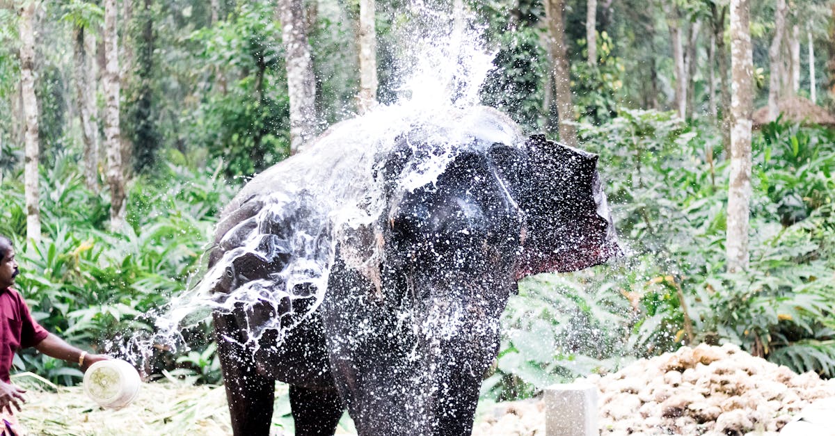 kerala-elephants-foaming-girls