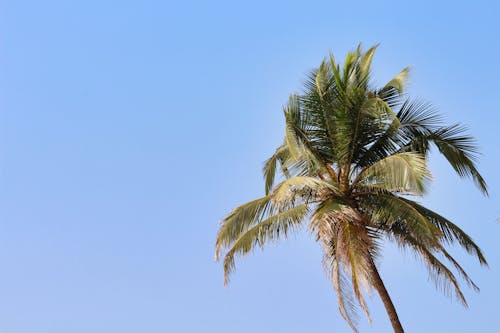 Free Low-Angle Shot of a Coconut Tree Stock Photo