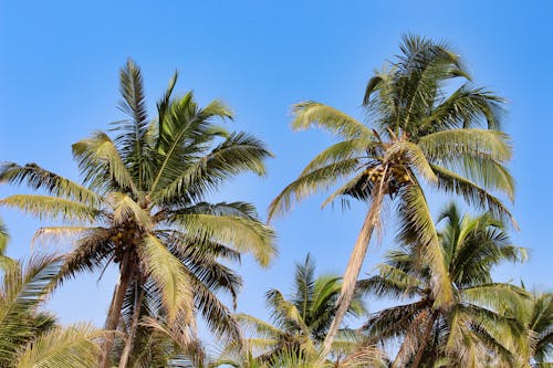 Бесплатное стоковое фото с кокосовые пальмы, пальмовые деревья, природа