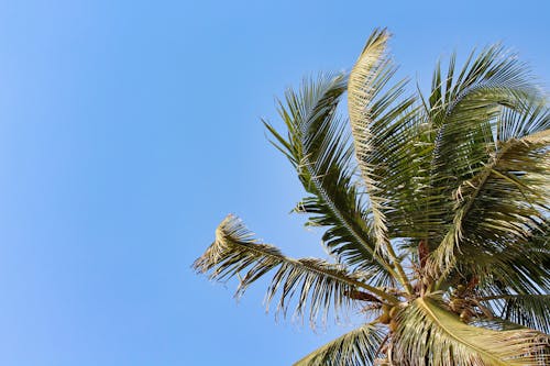 Free Coconut Tree Under Blue Sky Stock Photo