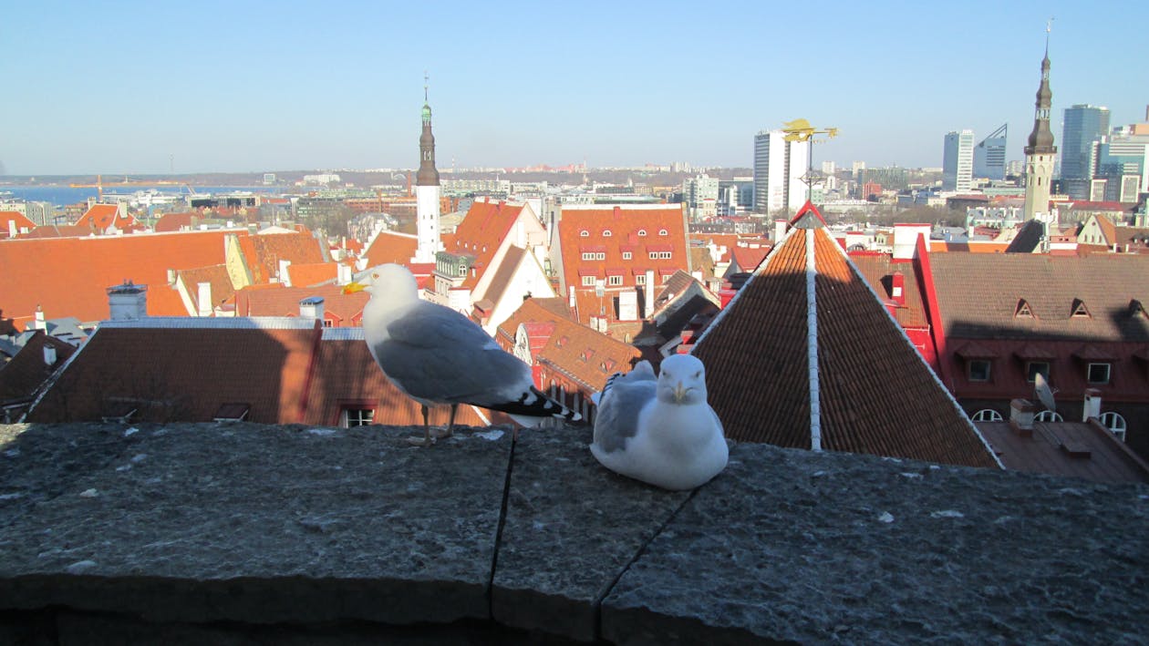 Free stock photo of european herring gulls, gulls, roofs