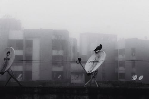 Bird Perched on Satellite Dish