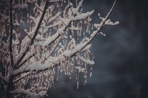 Free Snow-covered tree branches create a serene winter scene, capturing nature's tranquil beauty. Stock Photo