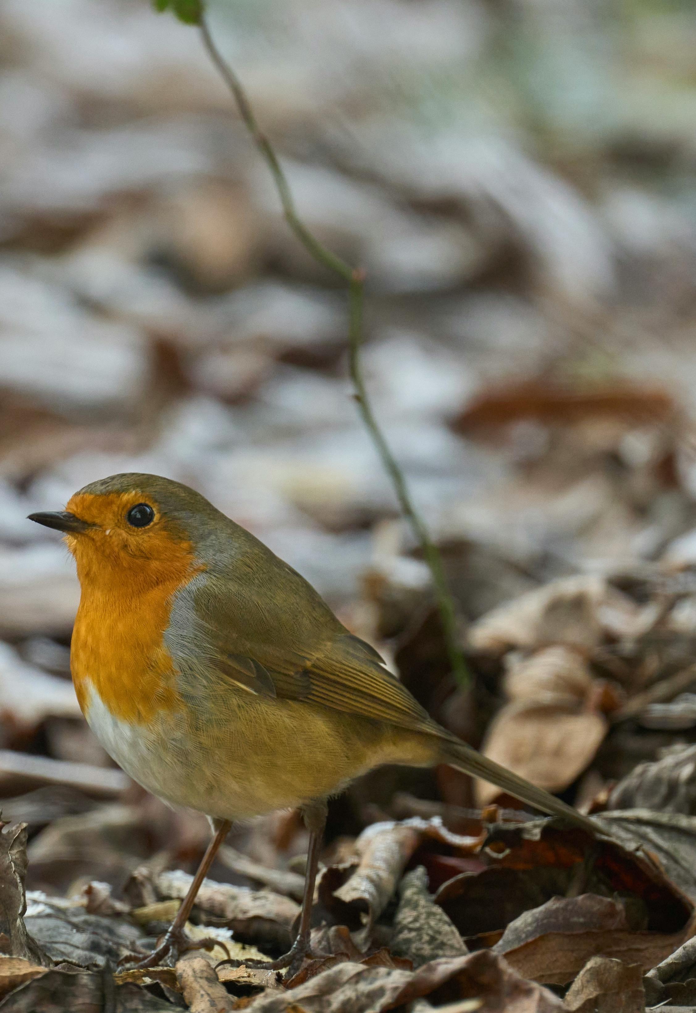 What Robin turns evil?