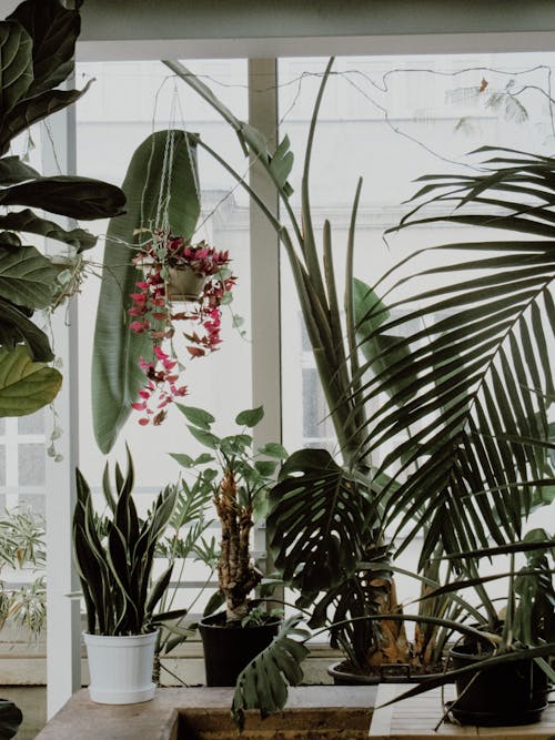 Foto stok gratis botani, pertumbuhan, tanaman dalam ruang