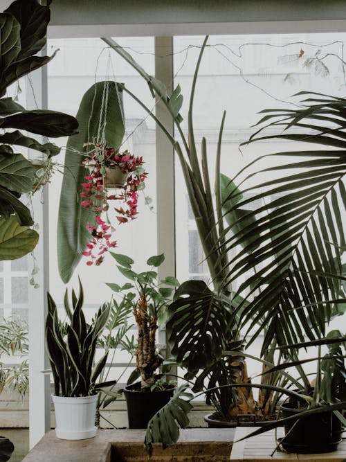 Indoor Plants 