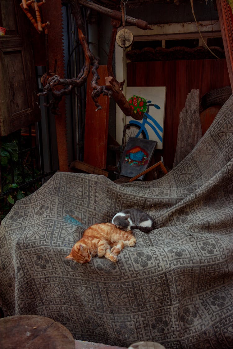 Kittens Sleeping On Brown Textile