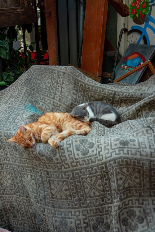 Free Photo of Cats Sleeping Stock Photo