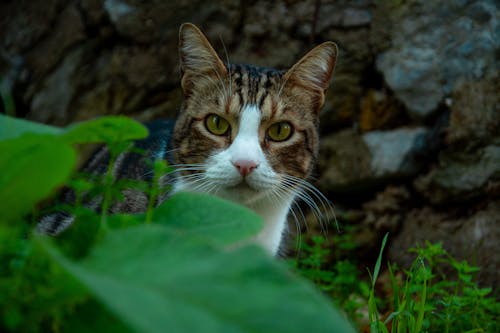 Close-Up Shot of a Tabby Cat on the Grass