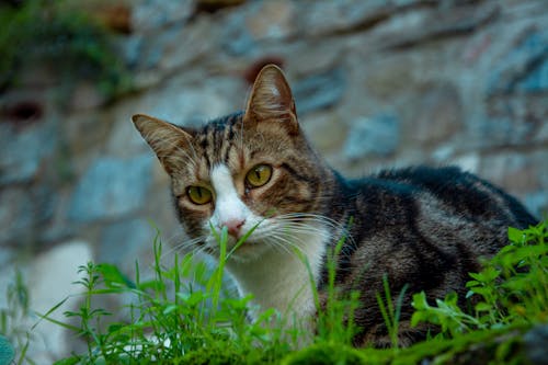 Close-Up Shot of a Tabby Cat on the Grass