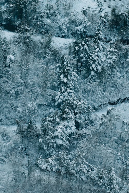 Snow-Covered Trees