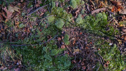 Free stock photo of forest floor Stock Photo