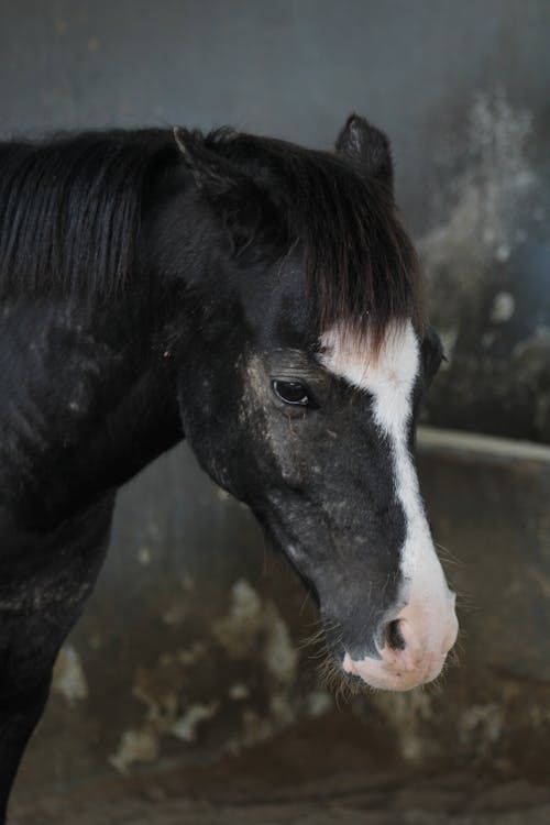 Fotos de stock gratuitas de animal, caballo, caballo negro