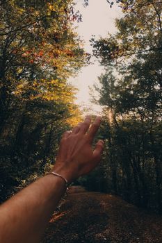 A hand reaching up towards the sunlight through a forest canopy in Trabzon, Türkiye.