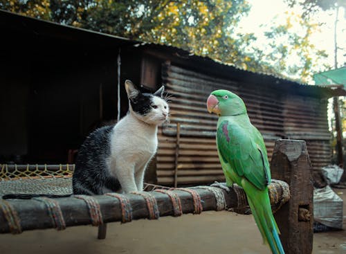 Free stock photo of cat, parrot Stock Photo