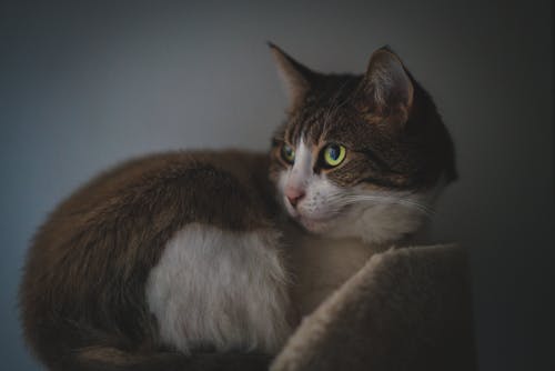 Δωρεάν στοκ φωτογραφιών με αιλουροειδές, αξιολάτρευτος, Γάτα Φωτογραφία από στοκ φωτογραφιών