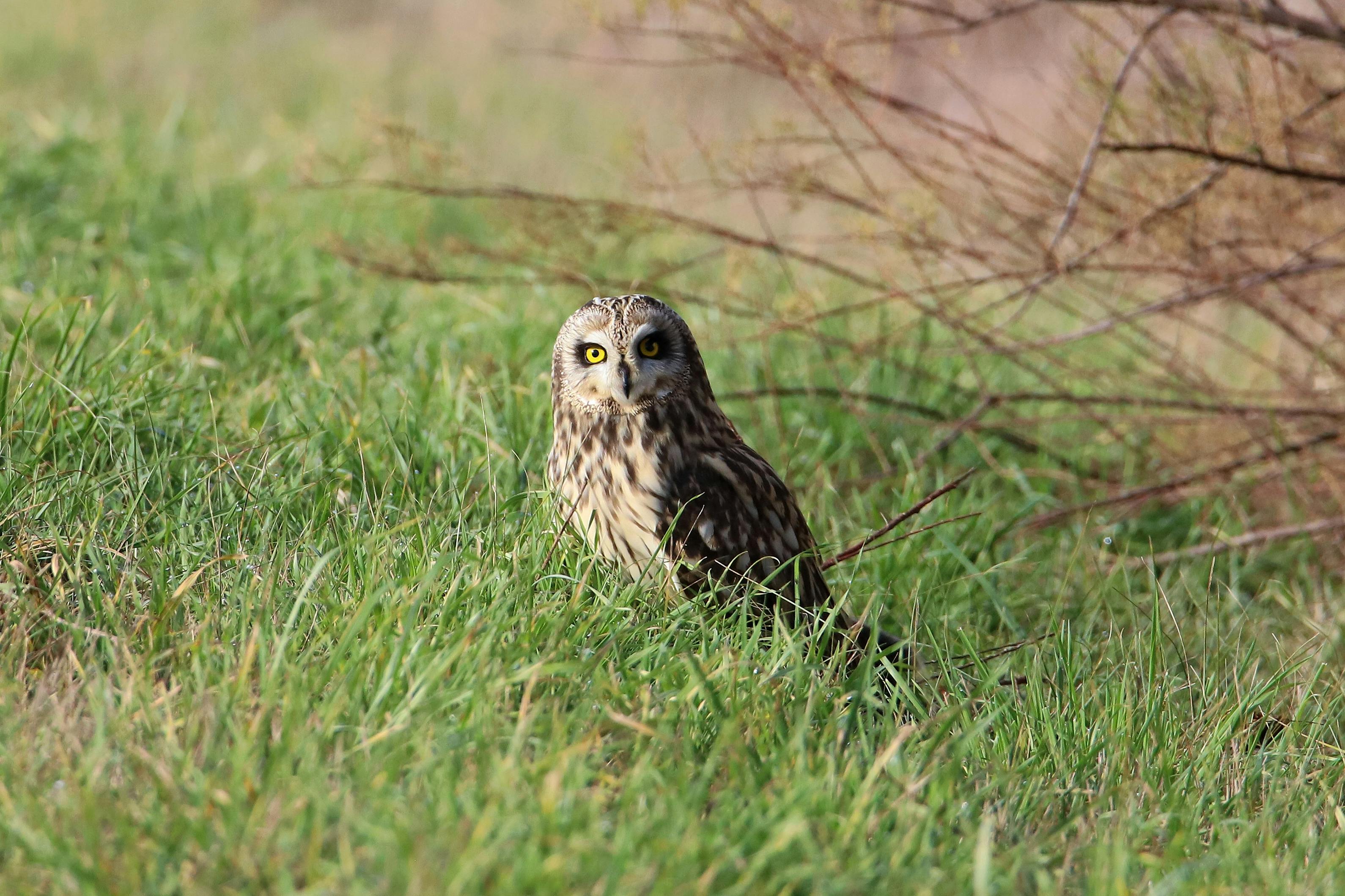 White and Black Hawk Selective Focus Photography · Free Stock Photo