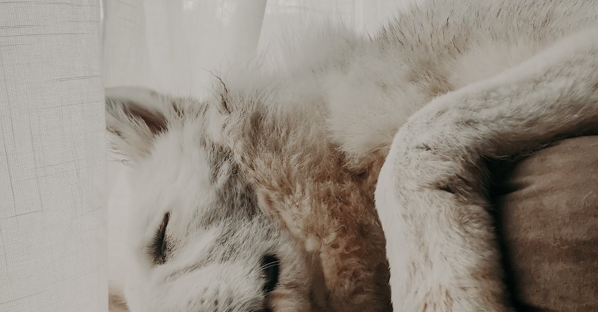 Close-Up Photo of Dog Sleeping on Floor