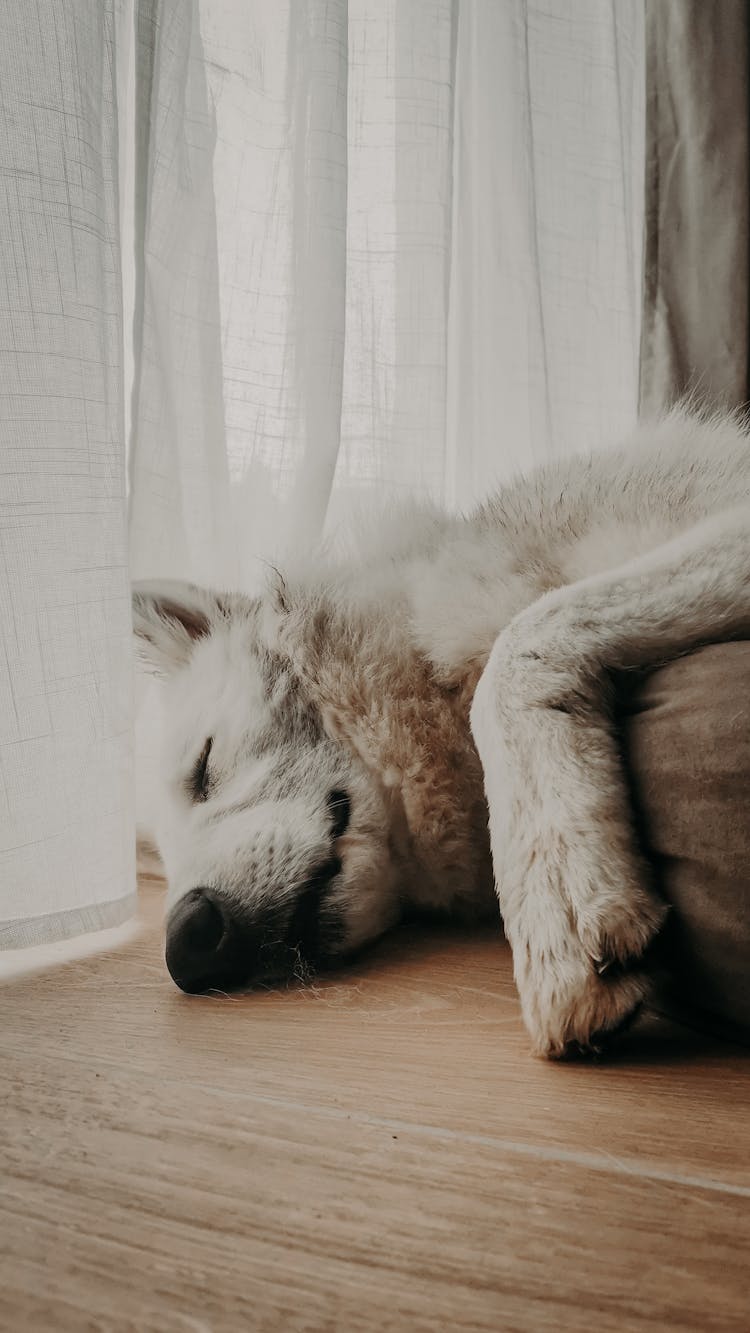 Close-up Of Dog Sleeping On Floor