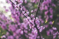 春天，树枝上开满了鲜艳的粉红色花朵